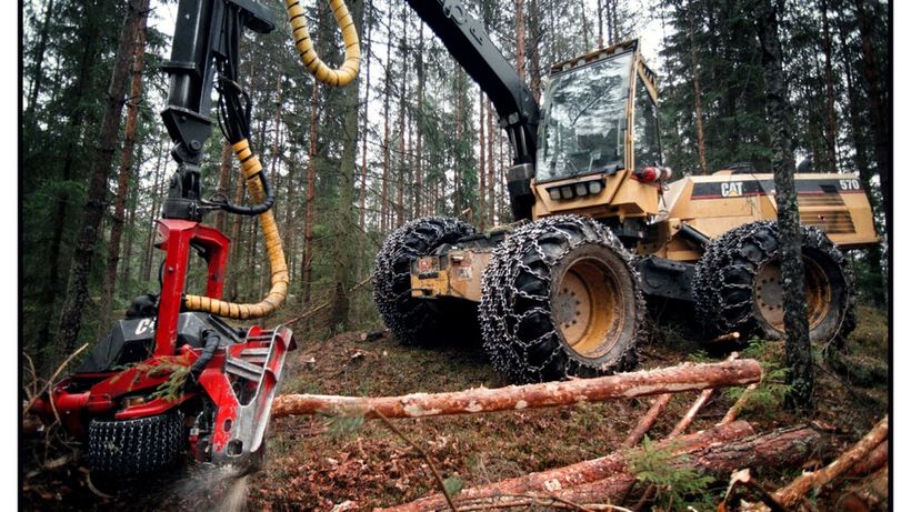 Skogsfastigheter skog
