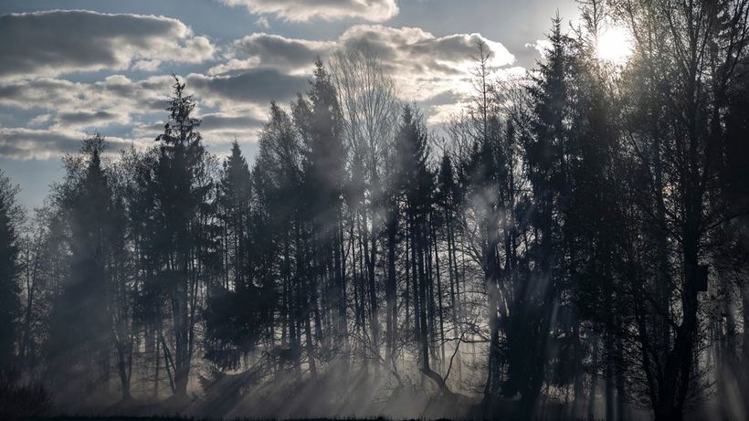 Skog