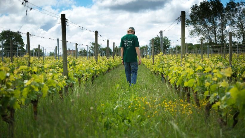 Vin, Skåne, vingård, Kullaberg