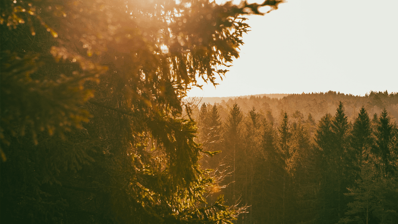 Skog, barrskog, gran