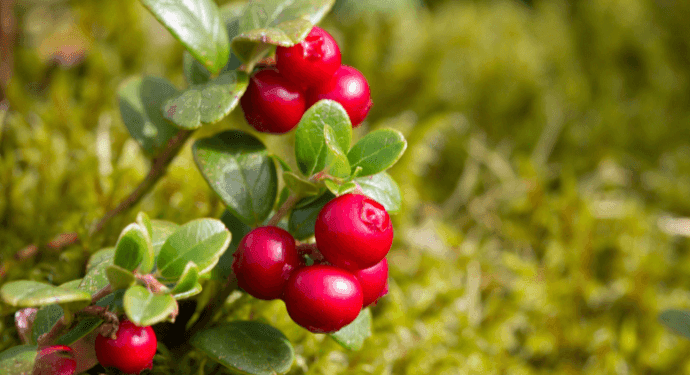 företrädesemission eevia 2024