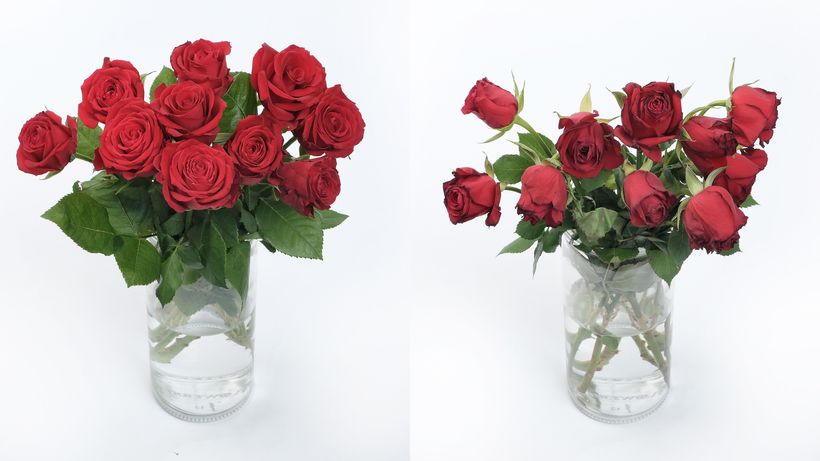 opticept thomas lundqvist