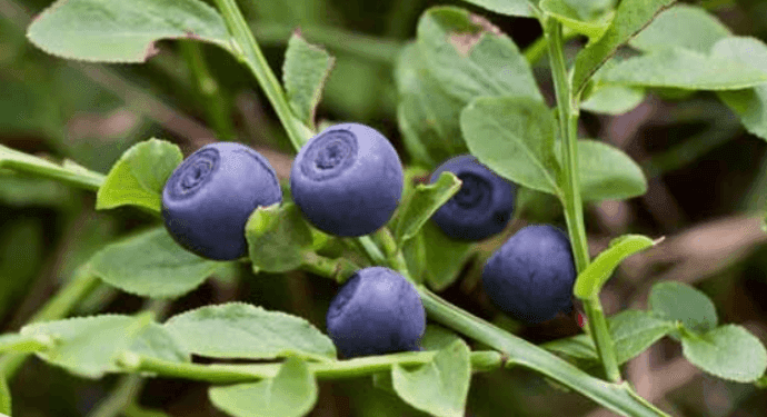 emission eevia health 2024