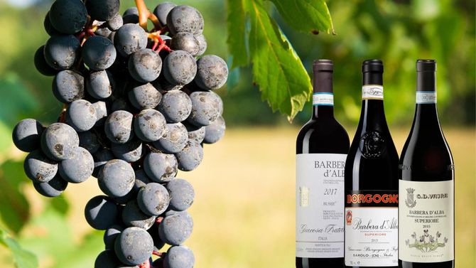 Folkets vin i fokus – tre barberaviner att utforska