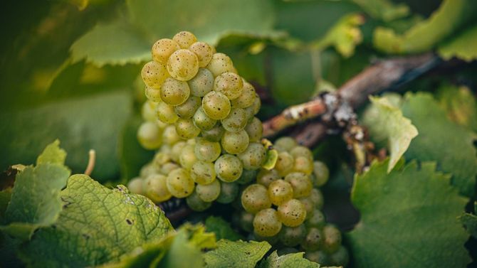 Det är druvan Melon de Bourgogne som används i vinerna.