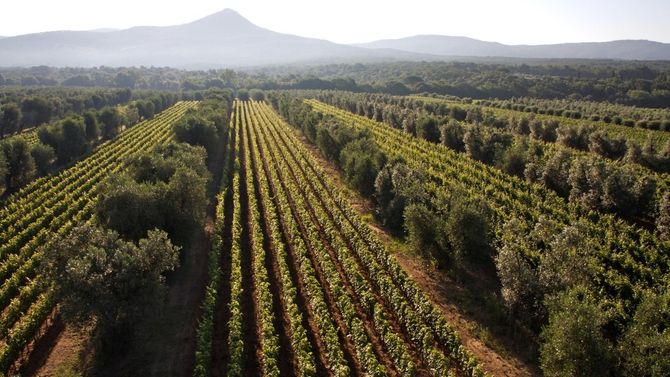 Vermentino odlingar