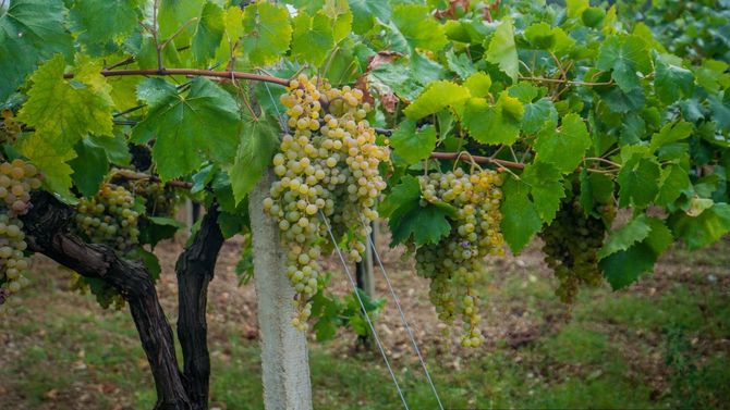 Vermentino-klasar på Sardinien