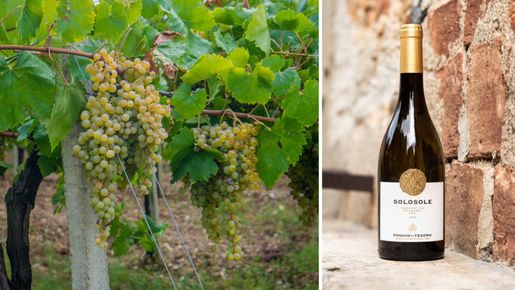 Vermentino – druvan som ska bana väg för vita italienska viner