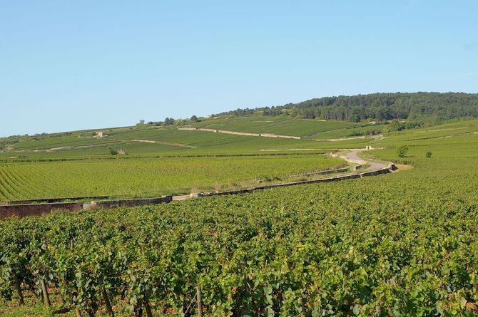 Pommard i Côte de Beaune och vinmakare på gång