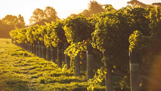 Rieslingvinet som bara säljs i Sverige