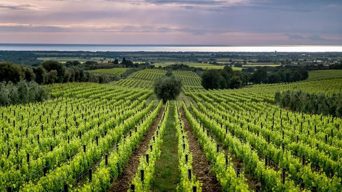 Bolgheri är ett kustnära område med tydlig påverkan från Medelhavet. 