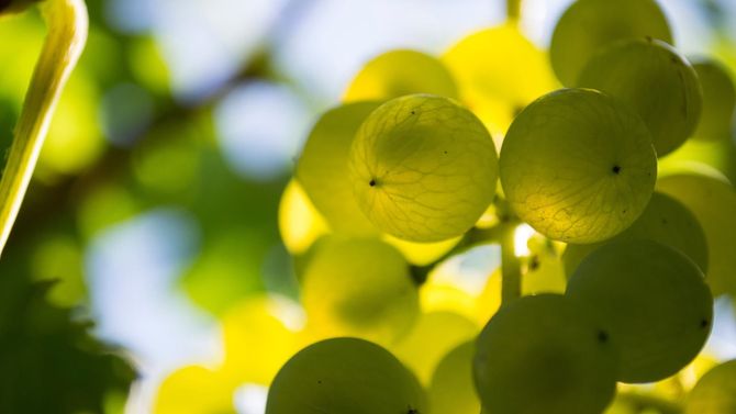 Druvan garganega är i fokus.