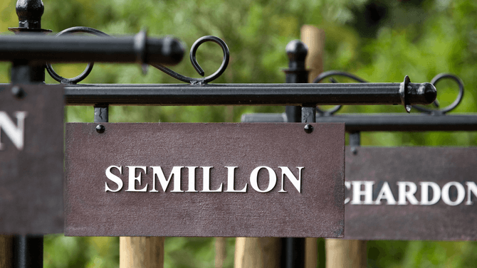 Skylt med texten Sémillon från vingård som odlar Sémillon 