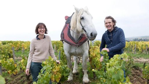 Domaine des Malandes – en hållbar föregångare i Chablis