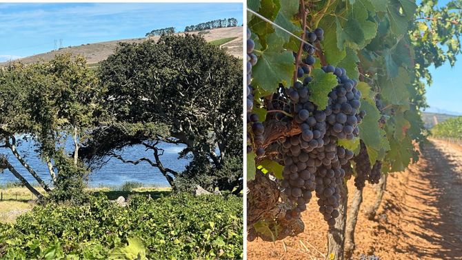 Naturligt svalt klimat i Durbanville.