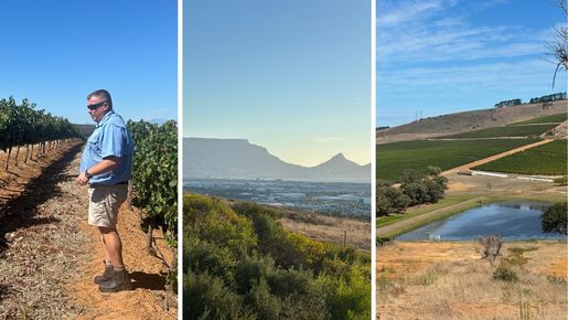 Sydafrikas okända vinregion: Durbanville överraskar