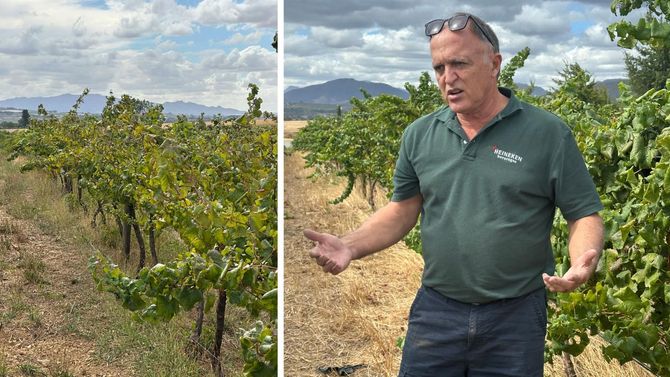 Henk van Graan har arbetat hos Nederburg i flera decennier. 