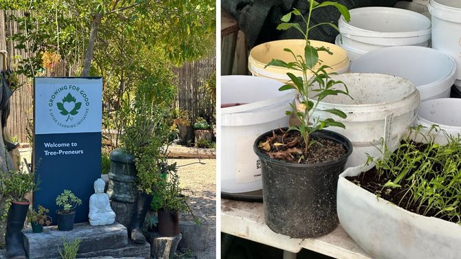 Ett av Spiers projekt är Million Trees som syftar till att plantera träd. 
