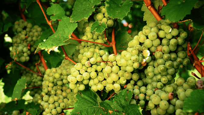 Riesling druvor