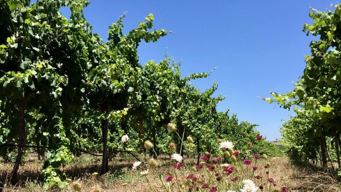 Clare Valley