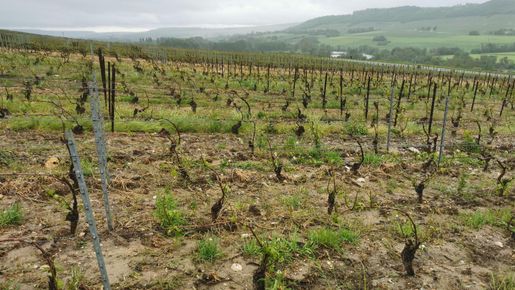 Förödande hagelstorm i delar av Champagne – uppemot 500 hektar drabbade