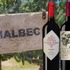 Malbec – En druva i två skepnader