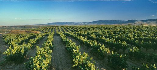 Bodegas Valdemar i Rioja