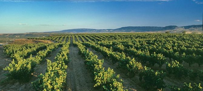 Bodegas Valdemar i Rioja