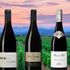 Languedoc är på frammarsch – tips på fem viner