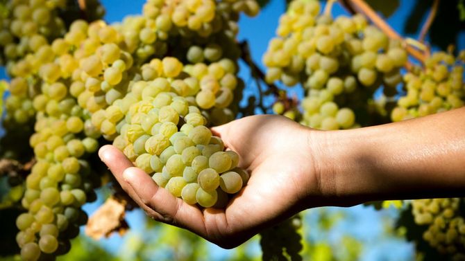 Viognier är en av de mest förekommande gröna druvorna i Rhône.