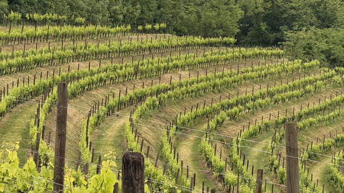 Collio Friuli