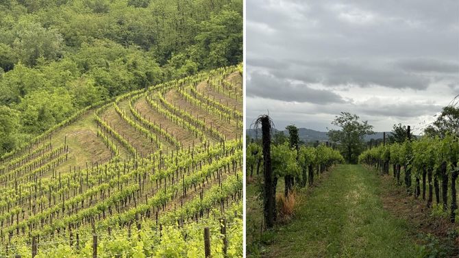 Collio