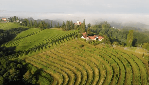 Verus Vineyards i Jeruzalem, Slovenien