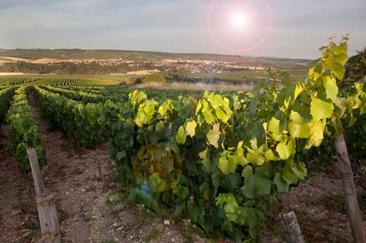 Bra chablis till skaldjur och nyårsfest