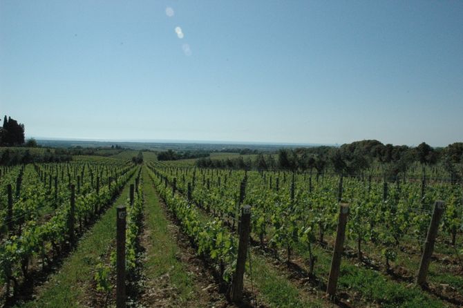 Bolgheri - vinområde i Maremma, Italien