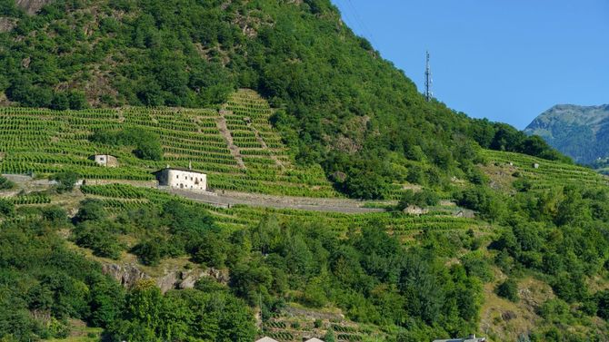 Även Valtellina i norra Italien är en plats där helikopter ofta måste användas för att skörda. 