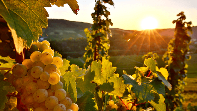 Chenin Blanc-druvor