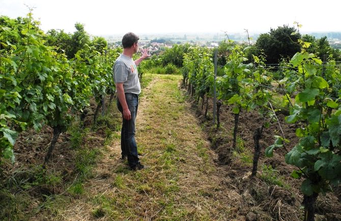 Weingut Stefan Sander i Rheinhessen