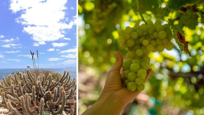 Kaktusar och chenin blanc-druvor, bara några hundra meter ifrån varandra. 