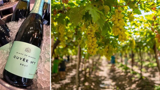 Världsunikt brasilianskt bubbel lanseras i Sverige