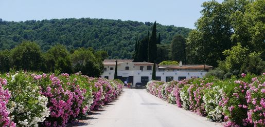 Rosévin från Provence med Château Minuty