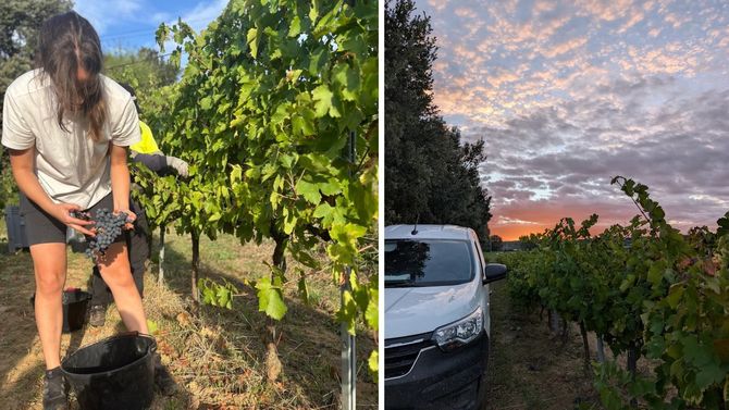 Skörd i Rhone med Julia Engström
