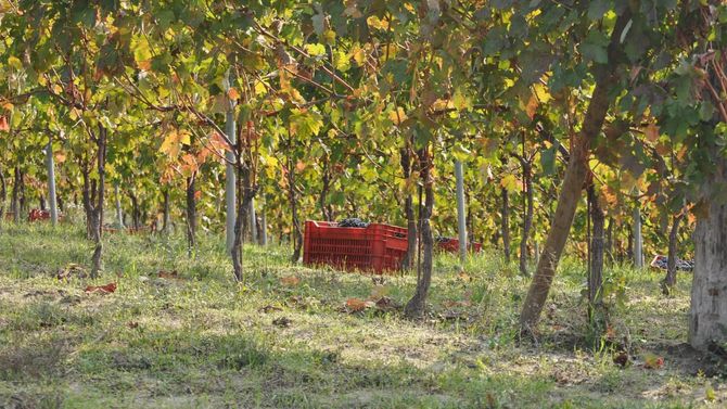 Dolcetto