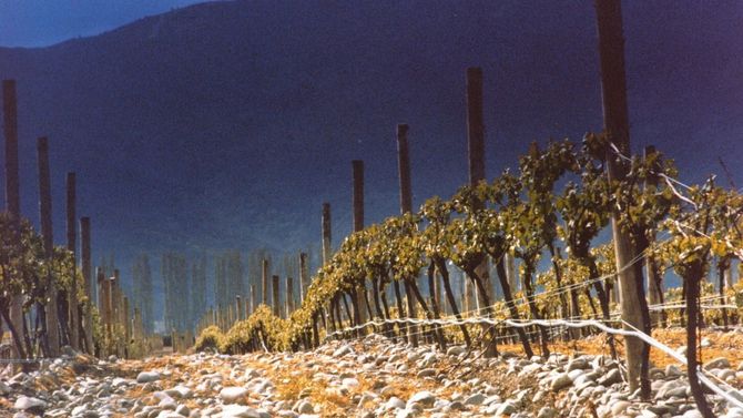 Marlborough är Nya Zeelands mest kända vinregion.