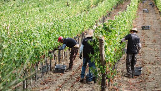 Querciabella – en biodynamisk föregångare i Toscana