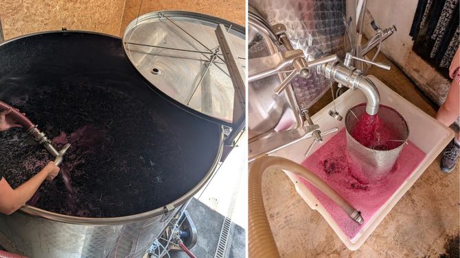 På tisdagen var det dags för pump over i vineriet.
