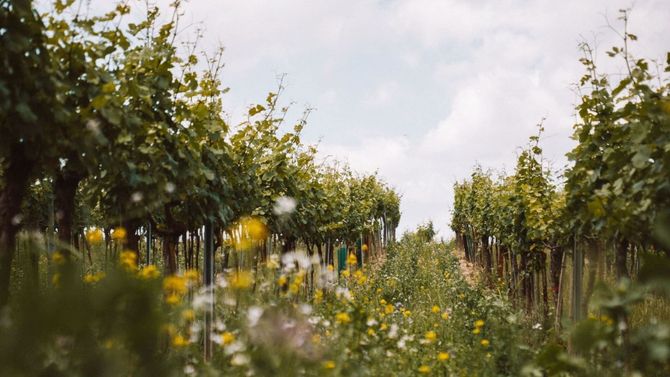Biodynamiska odlingar.