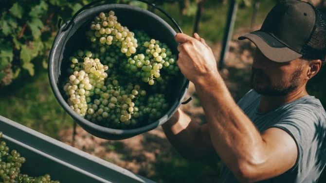 Gruner Veltliner
