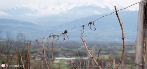 Vin från Savoie – inte bara för skidåkare