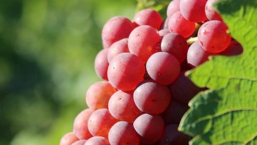 Nygammal druva tillåts nu i Champagne